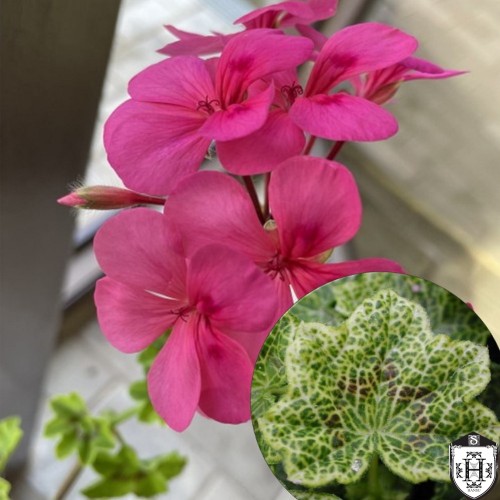 Pelargonium 'Crocodile' - Pelargoon 'Crocodile'